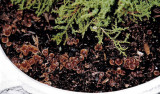 Galerina nana in conifer pot Carlton-in-Lindrick Oct-04 Howard Williams
