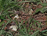 Geastrum pectinatum Annesley Yew Mar-07 RR