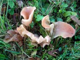 Guepinia helvelloides Costhorpe 12-06 HW