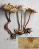 Gymnopus aquosus (inset cystidia) CarltonWood Aug-11 HW