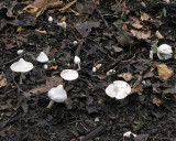 Inocybe geophyllia White Fibrecap Willow AttenboroughNR Oct-07 RR