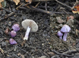 Inocybe geophyllia var licacina Lilac Fibrecap Willow AttenboroughNR Oct-07 RR