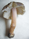 Inocybe oblectabilis CarltonWood Howard Williams