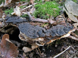 Ischnoderma benzoinum on pine stump WalesbyScoutCamp Oct-11 HW
