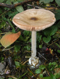 Volvariella gliocephala Stubble Rosegill Attenborough Nov-11 SA