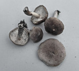 Tricholoma argyraceum AttenboroughNR Nov-11