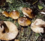 Tricholoma imbricatum Matt Knight University 3-11-84 HF