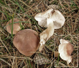 Tricholoma imbricatum with pines Spalford Warren Oct-10 Howard Williams