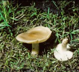 Tricholoma lascivum Aromatic Knight University 9-11-84 HF