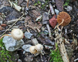 Tubaria conspersa Felted Twiglet SherwoodForest 26-8-07 RR