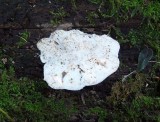 Tyromyces chioneus White cheese polypore on beech log Hodsock 11-06 HW