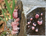 Stemonitis axifera SherwoodForest 23-6-07 RR