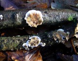 Stereum gausapatum Bleeding Oak Crust on oak 100AcreWood 01-06 HW
