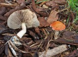 Stropharia aurantiaca Redlead Roundhead Wollaton Hall Sep-08 RR