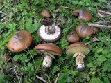 Suillus luteus Slippery Jack HaywoodOaks Autumn 05 AW