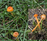 Rickenella fibula Orange Mosscap SherwoodForest 22-7-07 RR