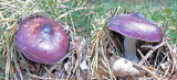 Russula caerulea Budby Sep-10 Howard Williams