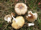 Russula cessans Scofton Pine Windbreak Howard Williams