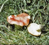 Russula lepida Brittlegill Poplar University 12-10-84 HF