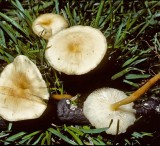 Collybia dryophila Russet Toughshank University Sep-83 HF