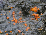Coprobia granulata Dung AttenboroughNR 27-11-07 RR