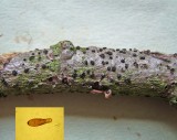 Corynespora olivacea on lime Carlton-in-Lindrick 03-07 HW