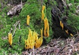 Calocera viscosa Yellow Stagshorn BestwoodCP 2006 AW