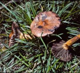 Chroogomphus rutilis Copper Spike University Sep-83 HF