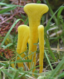 Clavuliniopsis helvola Yellow Club (variation in form) AW