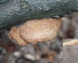 Hapalopilus rutilans Cinnamon Bracket Beech DrinkingPitLane Sep-09 RR