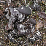 Helvella lacunosa IdleValleyNR Jul-12 HW