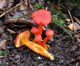 Hygrocybe coccinea Scarlet Waxcap ClumberPark Oct-08 RR