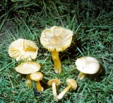 Hygrocybe strangulata Wxcap University 18-9-82 HF