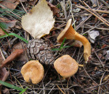 Hygrophoropsis aurantiaca 100 Acre Wood Sep-11 HW