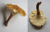 Hygrophoropsis pallida Walesby Scout Camp Oct-11 HW