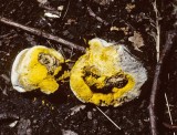 Hypomyces chrysospermum attacking Boletus chrysenteron University 15-9-82 HF