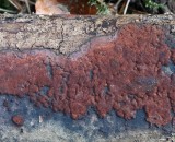 Hypoxylon petriniae Ash CuckneyHayWood 02-08 RR