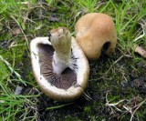 Lacrymaria lacrymabunda Weeping Widow Hucknall 2006 AW