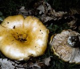 Lactarius acerrimus University Sep-82 HF