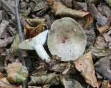 Lactarius blennius Beech Milkcap DrinkingPitLane 13-9-07 RR