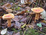 Lactarius fulvissimus AttenboroughNR Nov-09 RR