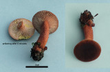 Lactarius lacunarium BestwoodCP Dec-11