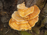 Laetiporus sulphureus on oak SherwoodForest Aug-06 Howard Williams