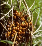 Leocarpus fragilis Baked bean fungus Pine University 6-11-87 HF