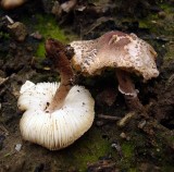 Lepiota lilacea Dapperling Carlton-in-Lindrick 07-07 HW