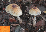 Lepiota magnispora Worksop Sep-10 RR