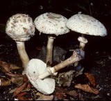 Lepiota rhacodes University 19-8-84 HF
