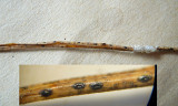 Lophodermium pinastri on needle litter HaywoodOaks Mar-10 HW
