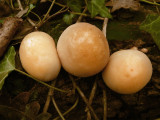 Lycoperdon pyriforme on stump CarltonWood Dec-12 HW