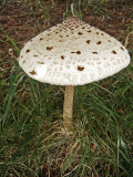 Macrolepiota procera Scofton Howard Williams